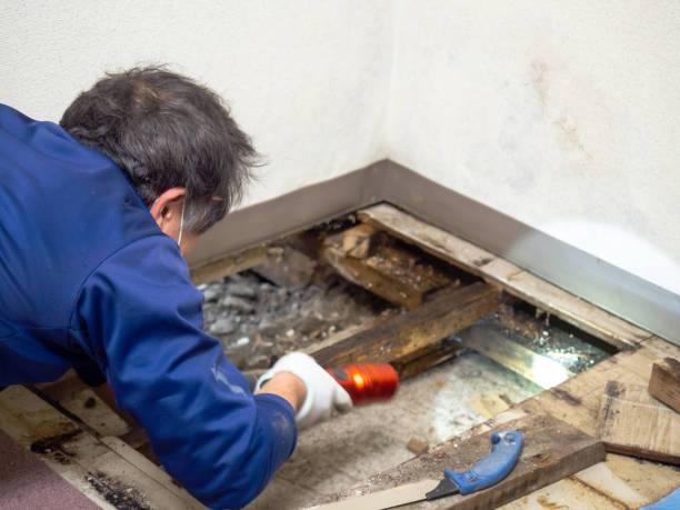 Best Mold Testing  in Red Chute, LA