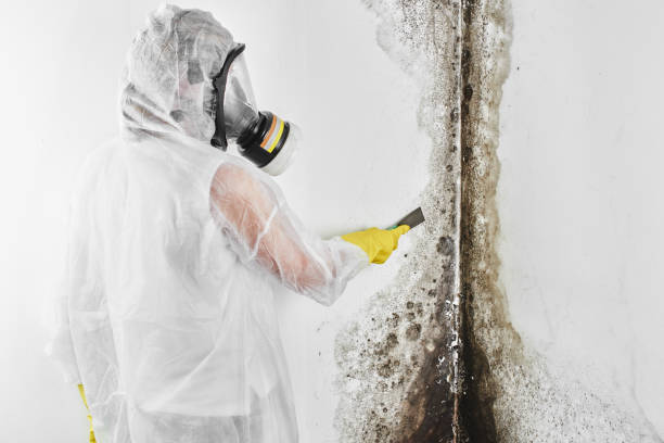 Best Mold Cleaning Services  in Red Chute, LA
