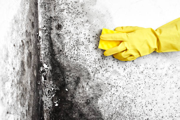 Best Black Mold Removal  in Red Chute, LA
