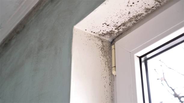 Best Certified Mold Removal  in Red Chute, LA
