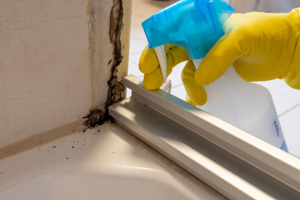 Best Home Mold Removal  in Red Chute, LA