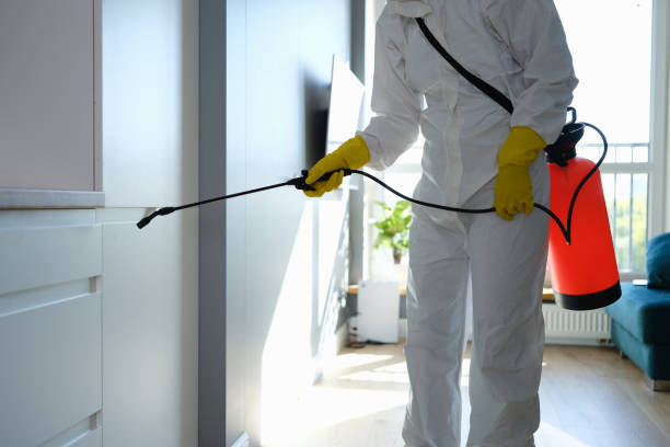Home Mold Removal in Red Chute, LA