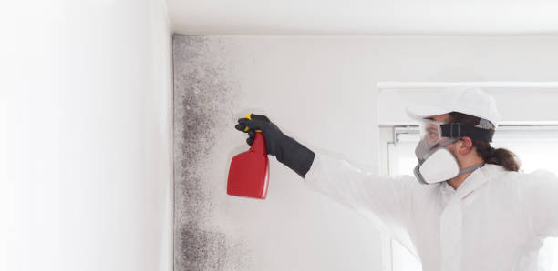 Best Mold Remediation Experts  in Red Chute, LA