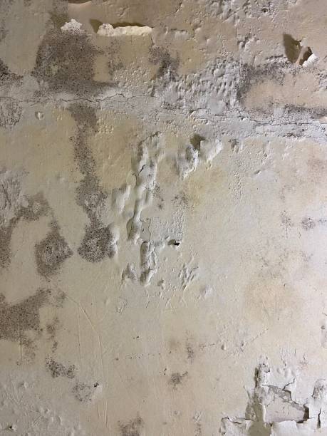 Best Fast Mold Removal  in Red Chute, LA