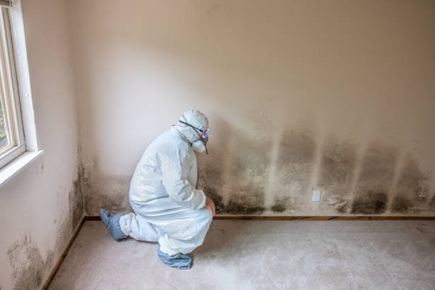 Best Professional Mold Removal  in Red Chute, LA