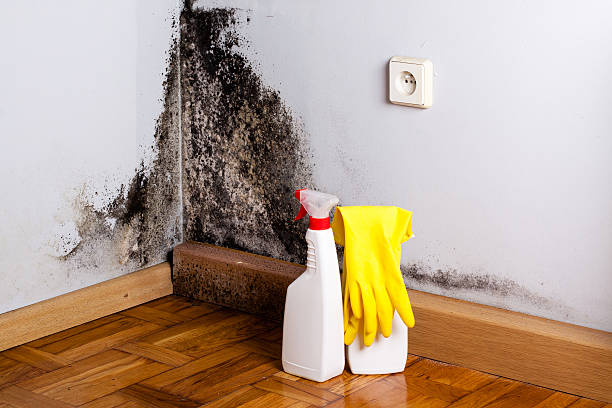 Best Attic Mold Removal  in Red Chute, LA