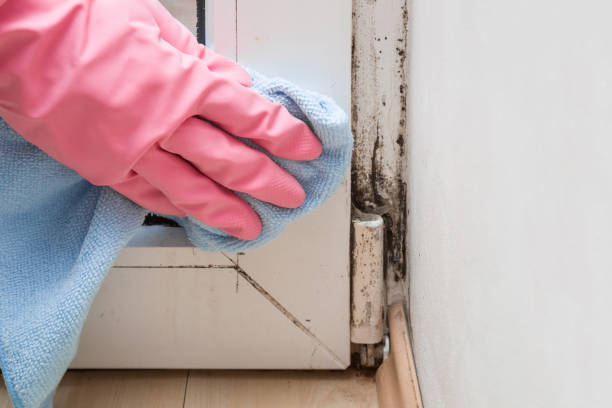 Best Crawl Space Mold Removal  in Red Chute, LA
